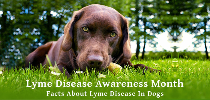 Lyme Disease Awareness Month - Facts About Lyme Disease In Dogs