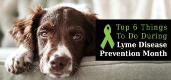 Top 6 Things To Do During Lyme Disease Prevention Month