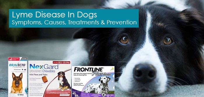 Lyme Disease In Dogs