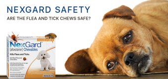 Nexgard Safety: Are The Flea and Tick Chews Safe?