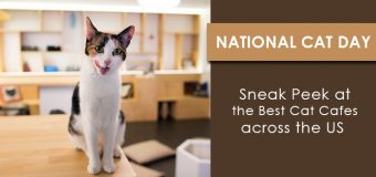 National Cat Day- Sneak Peek at the Best Cat Cafes across the US