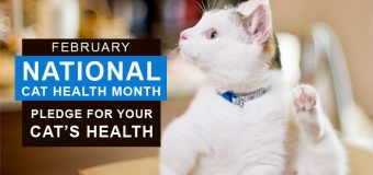 February : National Cat Health Month : Pledge for Your Cat’s Health