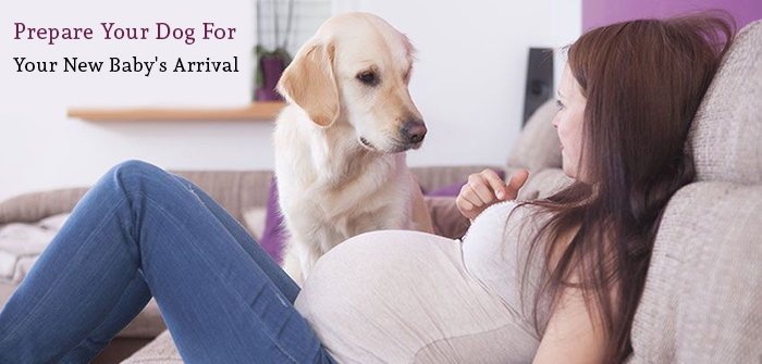 prepare dog for new baby's arrival