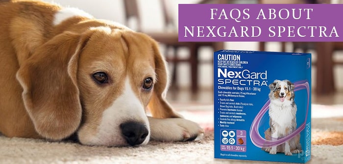 Faqs about Nexgard spectra for dogs