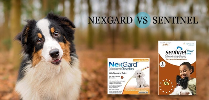 Nexgard vs Sentinel
