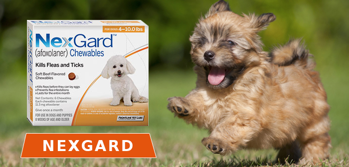 overview of nexgard chewable for dogs