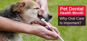 Pet Dental Health Month: Why Oral Care Is Important?