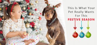 Tips To Keep Your Pets Safe & Healthy This Holiday Festival Season