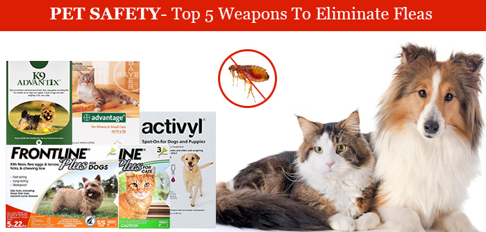 5 Weapons To Eliminate Fleas