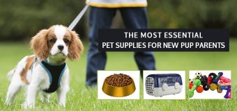 The Most Essential Pet Supplies For New Pup Parents