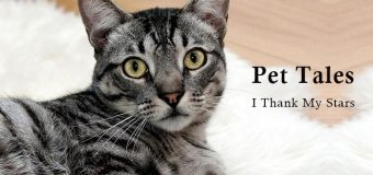 Pet Tales: I Thank My Stars