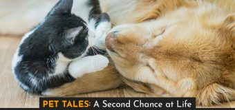 Pet Tales: A Second Chance at Life