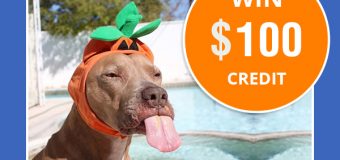 The #BudgetPetCareFunnyPetPics Contest.