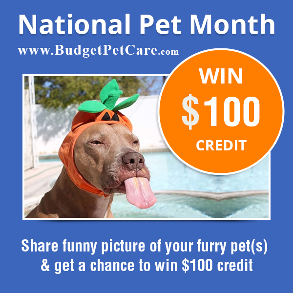 The BudgetPetCareFunnyPetPics Contest.