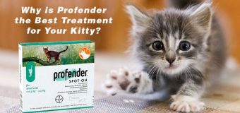 Why Is Profender The Best Treatment For Your Kitty?