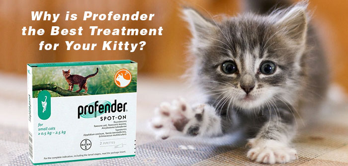 Profender wormer for kitty
