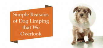 Simple Reasons Of Dog Limping That We Overlook