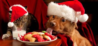 Things To Remember For Pet Health Care On This Christmas