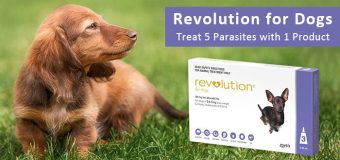 Revolution for Dogs:Treat 5 Parasites with 1 Product