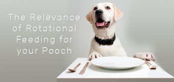 5 Tips For Rotating Your Dog’s Protein Source