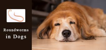 Roundworms in Dogs – A Guide on Symptoms, Causes & Treatment