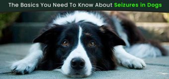 The Basics You Need To Know About Seizures in Dogs