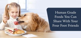 Human Food You Can Share With Your Dog