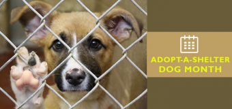 Significance of National Adopt-A-Shelter Dog Month
