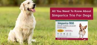 All You Need To Know About Simparica Trio For Dogs