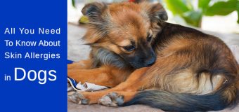 All You Need To Know About Skin Allergies in Dogs