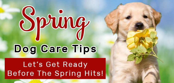 Dog Care in Spring