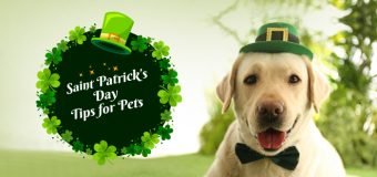 St. Patrick’s Day Safety Tips for Pets