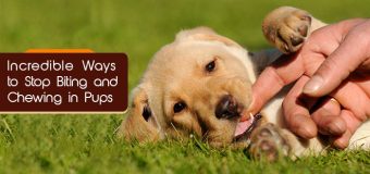 Incredible Ways to Stop Biting and Chewing in Pups