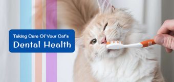 Happy Healthy Cat Month: Take Care of Your Cat’s Dental Health