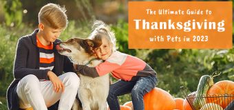 The Ultimate Guide to Thanksgiving with Pets in 2023