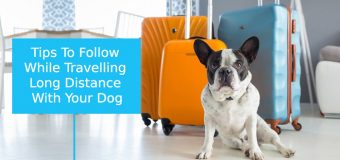 Traveling with Dogs Tips: Road Trip with Pets