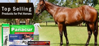 Top Selling Products for Pet Horses