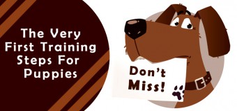 The Very First Training Steps For Puppies- Don’t Miss!