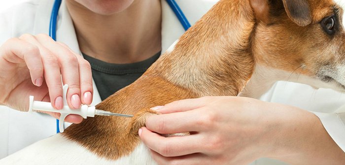Vaccinations Are Necessary For Your Dog