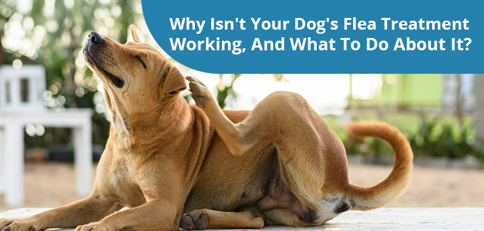 can flea medicine make dogs itch
