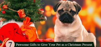 Best Christmas Presents for Dogs