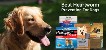 Comparison Chart: Best Heartworm Prevention For Dogs