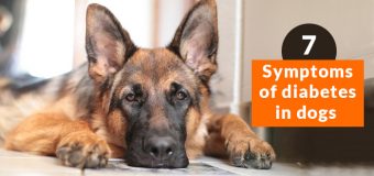 How to Know if your dog has diabetes?
