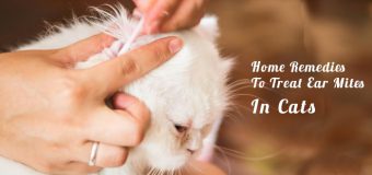 Home Remedies To Treat Ear Mites In Cats