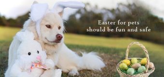 Do’s And Don’ts While Celebrating Easter with Your Pet