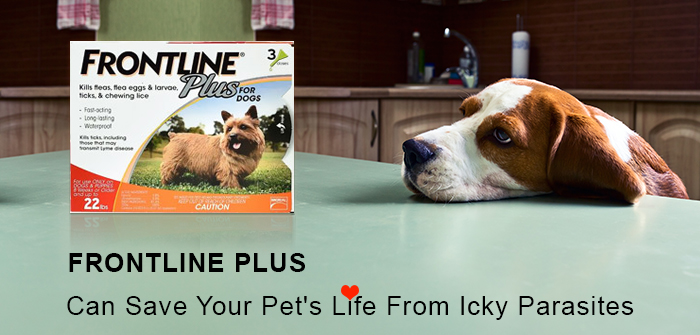 Frontline Plus Can Save Your Pet's Life From Icky Parasites
