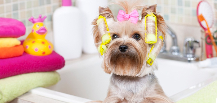 Tips To Maintain Pet Hygiene