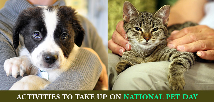 Pet Activities On National Pet Day