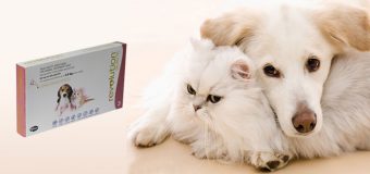 Revolution for Dogs and Cats – Protection You Can Trust