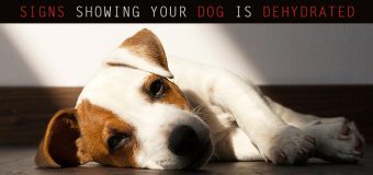 Four Signs Showing Your Dog Is Dehydrated